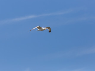 Fototapeta na wymiar Bird In Flight