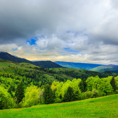 trees near valley in mountains