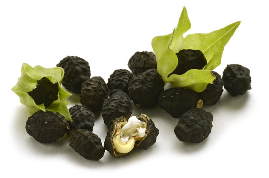 Mirabilis jalapa Dondiego de noche Donpedros Four o'clock flower