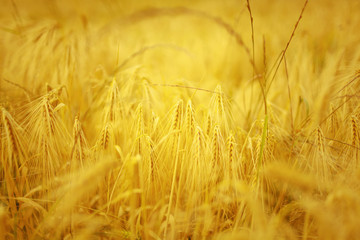 wheat