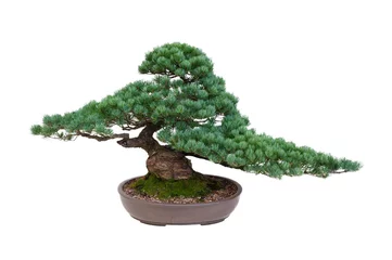 Papier Peint photo autocollant Bonsaï bonsaï de pin blanc japonais isolé