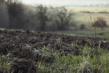 Plowing and green grass.