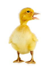 Little cute duckling isolated on white