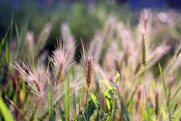 Field spikelets, outdoors