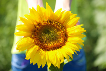 Beautiful sunflower in female hands close-up