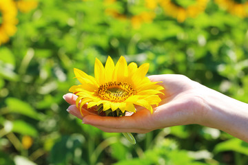 Beautiful sunflower in female hand close-up