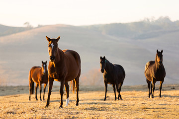Fototapeta na wymiar group of wild horses