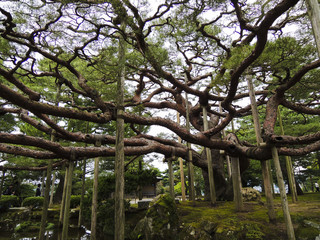 兼六園-松-