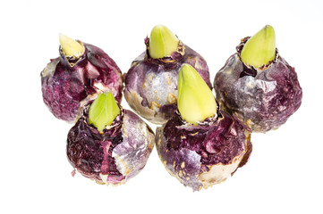 Group of Hyacinth bulbs isolated on white