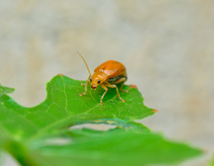 small orange bug standing on green leaf