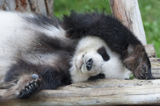 Fototapeta Giant panda bear sleeping