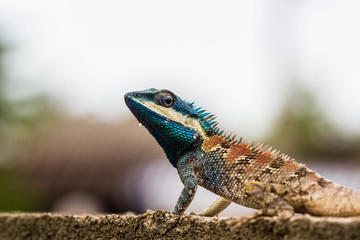 Cute Blue Lizard
