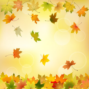 Maple autumn leaves on natural background, vector illustration.