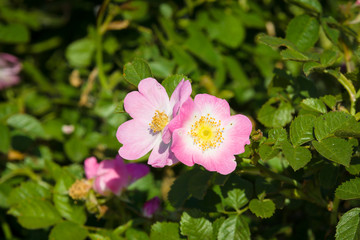 Blooming wild rose hips.