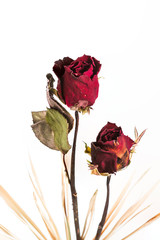 Isolated Withered roses