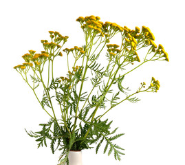 Tansy flowers isolated.