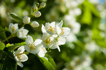 Blooming jasmine