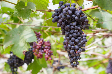 Grapes