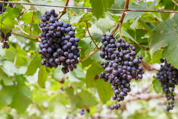 Grapes