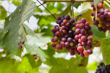 Grapes