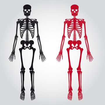 skeletons - human bones set eps10