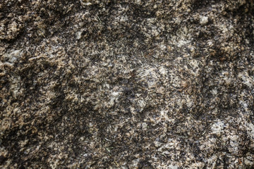 Cement wall texture