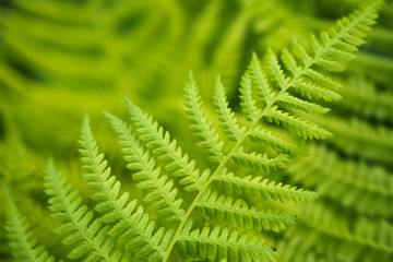Fresh green fern leaves in the forest