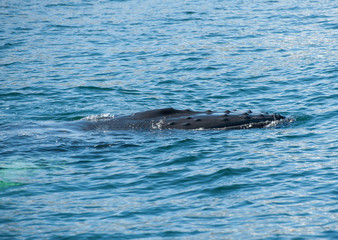 Naklejka premium Humpback whale