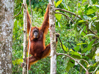 Fototapeta premium Female Borneo Orangutan at the Semenggoh Nature Reserve, Kuching