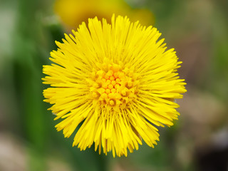 coltsfoot