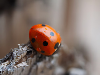 ladybug