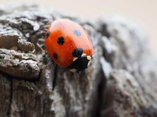 ladybug © enskanto
