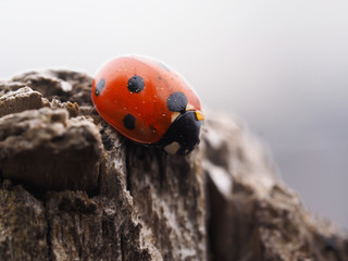 ladybug