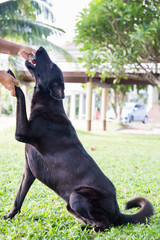 black dog Labrador outdoor training process