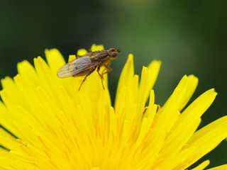 Fly on flower