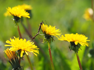 Mosquito crane-fly on flower