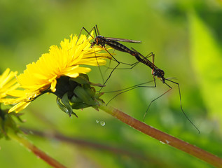 Mosquito crane-fly on flower