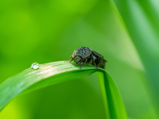 beetle on the stem of a plant