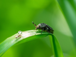 beetle on the stem of a plant