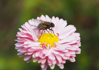 Fly on flower