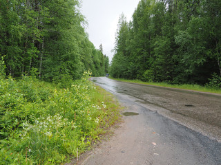 dirt road in the woods