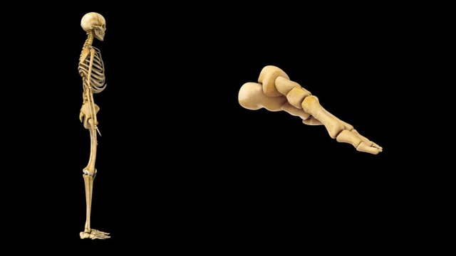 Foot Skeleton
