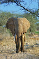 Fototapeta premium Elephant