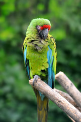 Parrot bird (Severe Macaw)