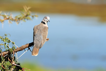 Ring-necked Dove
