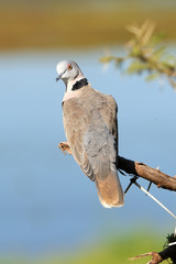 Ring-necked Dove