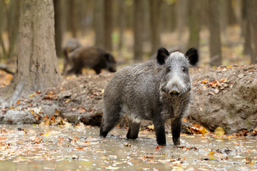 Wild boar