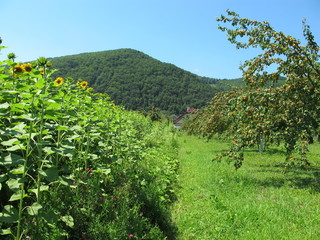obstgarten