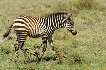 Fototapeta na wymiar Baby zebra