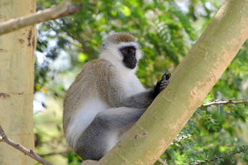 Vervet monkey